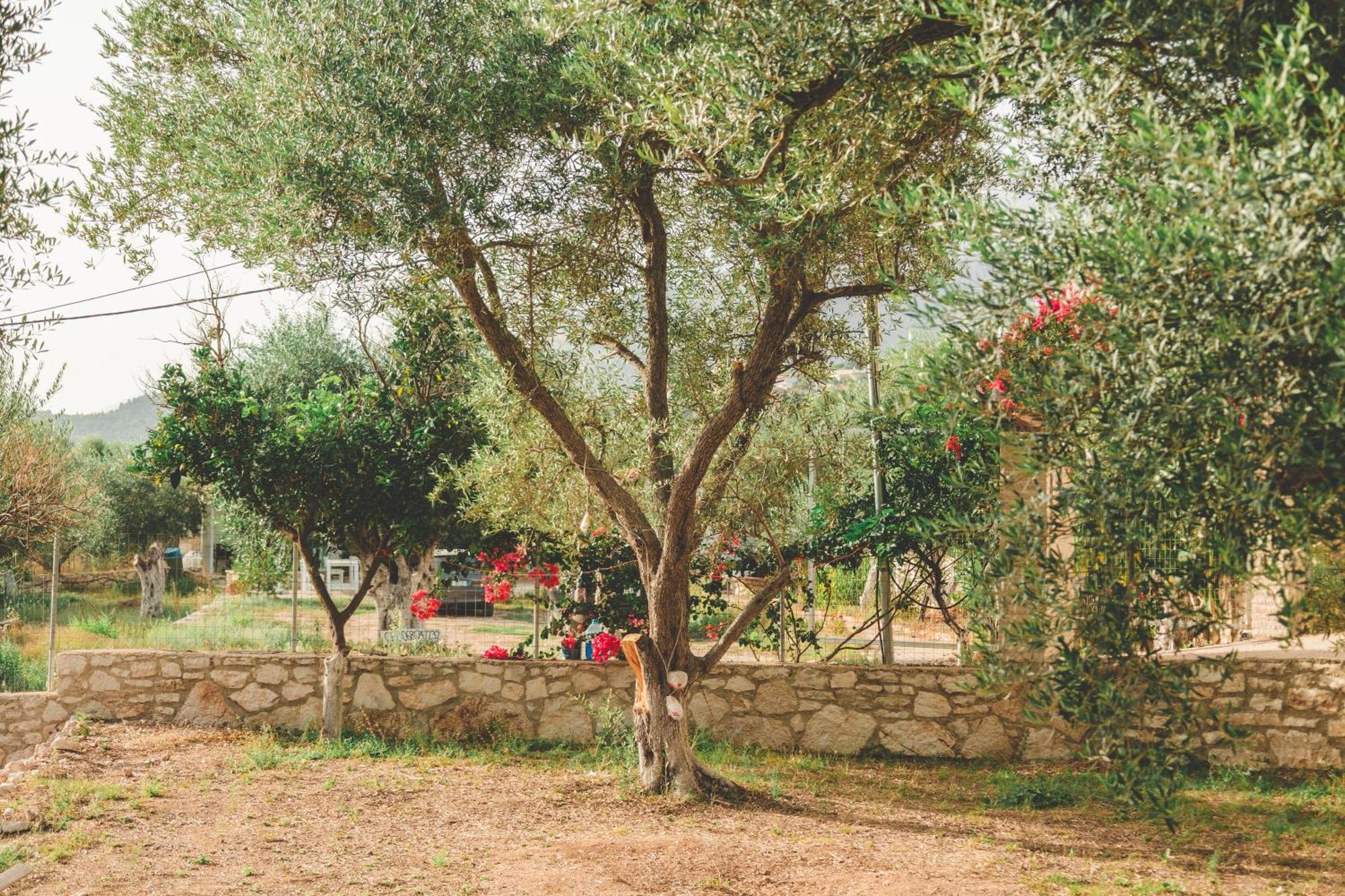 Olive Camping Χειμάρρα Εξωτερικό φωτογραφία