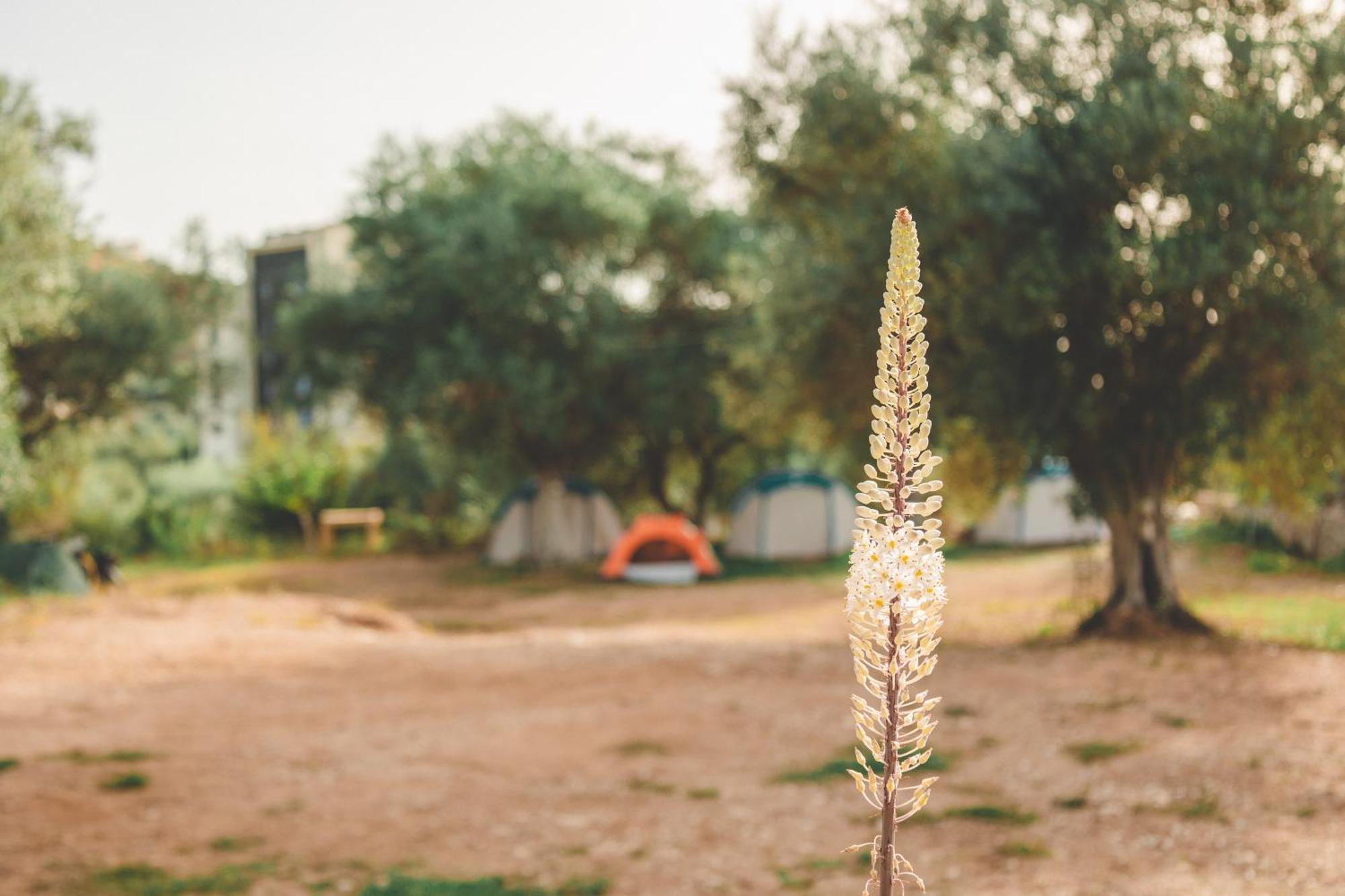 Olive Camping Χειμάρρα Εξωτερικό φωτογραφία